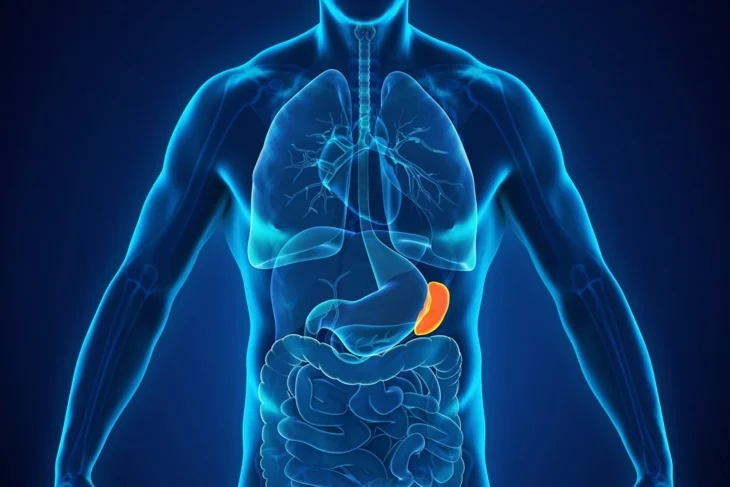10 Nutrisi Penting yang Dibutuhkan Limpa